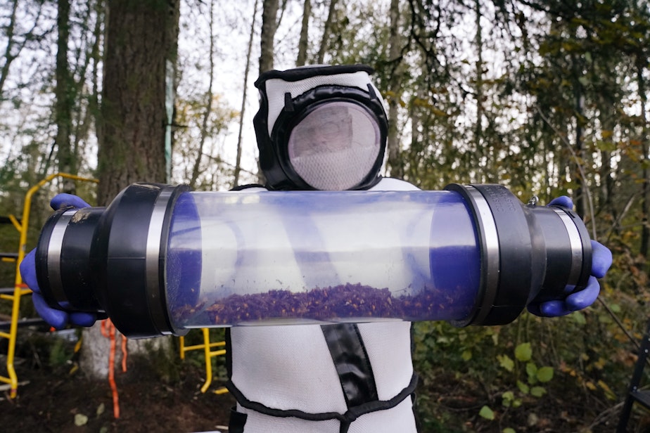 caption: FILE - Sven Spichiger, Washington state Department of Agriculture managing entomologist, displays a canister of Asian giant hornets vacuumed from a nest in a tree behind him on Oct. 24, 2020, in Blaine, Wash. 