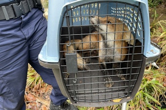 caption: Animal control has caught what the U.S. Capitol Police believes is the fox responsible for biting people near the Capitol.