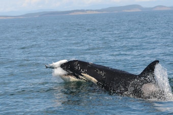 caption: A southern resident killer whale surfaces with a salmon in Haro Strait, off Washington's San Juan Island, in September 2016. Image taken under NOAA permit.