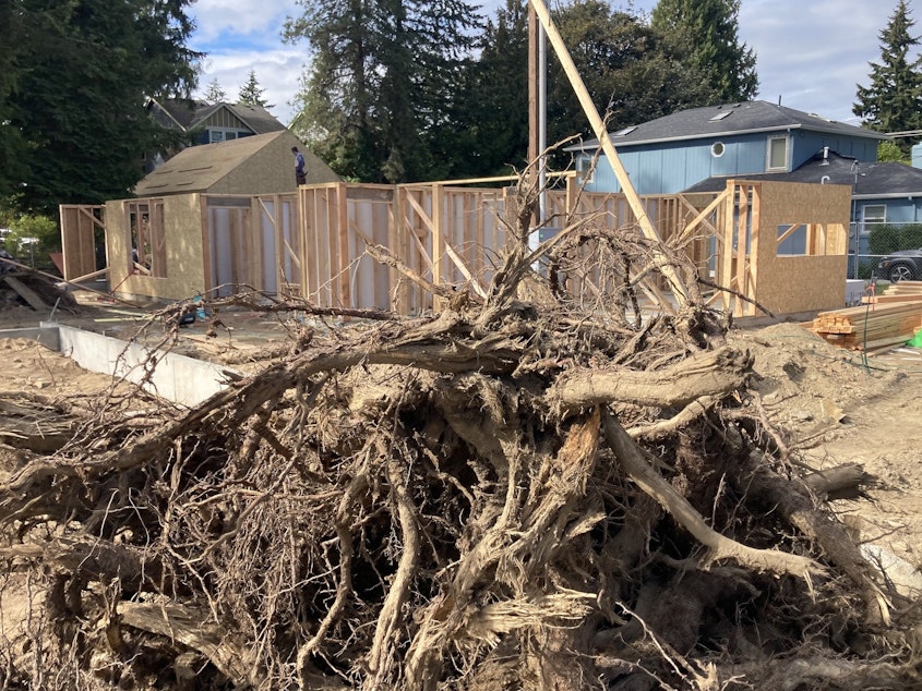 caption: This massive rootball shows where a large cedar tree once stood on a north Seattle construction site.