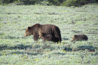 caption: Bear 399 with cubs in Grand Teton National Park.