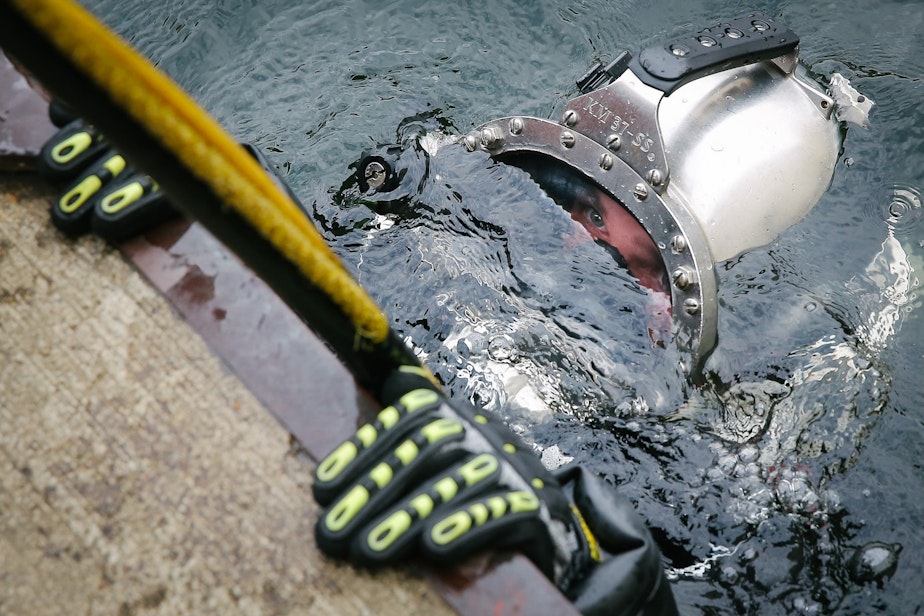 caption: Student Logan Musser begins his descent on a practice dive during a class at the Diver's Institute of Technology, September 15, 2021. DIT sits next to Gas Works Park at the top of Lake Union and has trained students in diving, underwater welding, construction and salvage operations for over 50 years.
