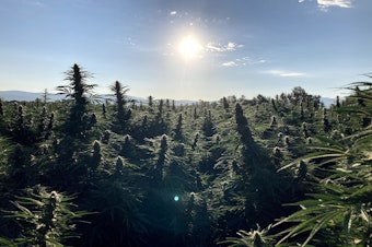 caption: Typhoon Farma, which operates a hemp farm in Montrose, Colo., planted 70 acres of the cannabis plant this year.