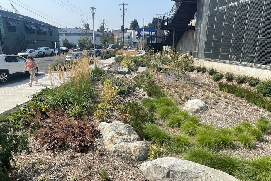 caption: A bioswale at Northlake Commons is designed to capture and filter runoff from several properties in Seattle's Wallingford neighborhood to keep pollution out of Lake Union.