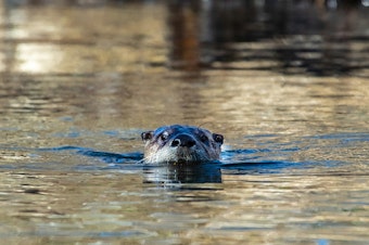 River Otter