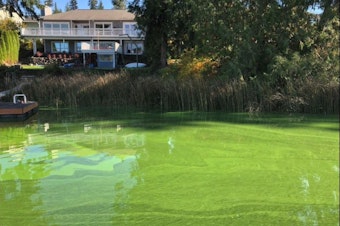 caption: Toxic algae covers the surface of Lake Kitsap in Bremerton in 2019.