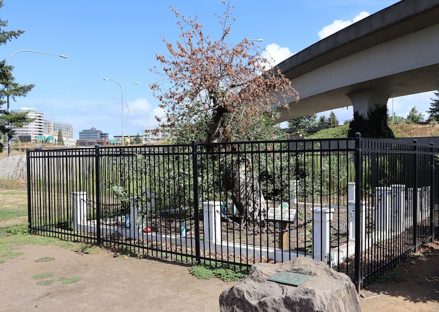 caption: The historic Old Apple Tree in Vancouver, Washington, died this summer at age 194.