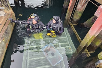 caption: Researchers Willem Weertman and Mitchel McCloskey prepare to dive with a tub of young sunflower stars at the University of Washington-Friday Harbor Laboratories dock on San Juan Island on July 29, 2024. 