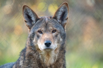 caption: The American red wolf known as M2191 and less formally as "Finch," fathered a litter of eight pups after he was released into the world's only wild population of endangered red wolves in North Carolina.