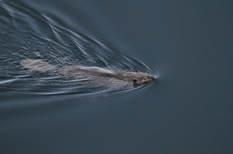 caption: Beaver