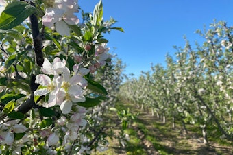 caption: Apple trees on a farm in Eastern Washington.