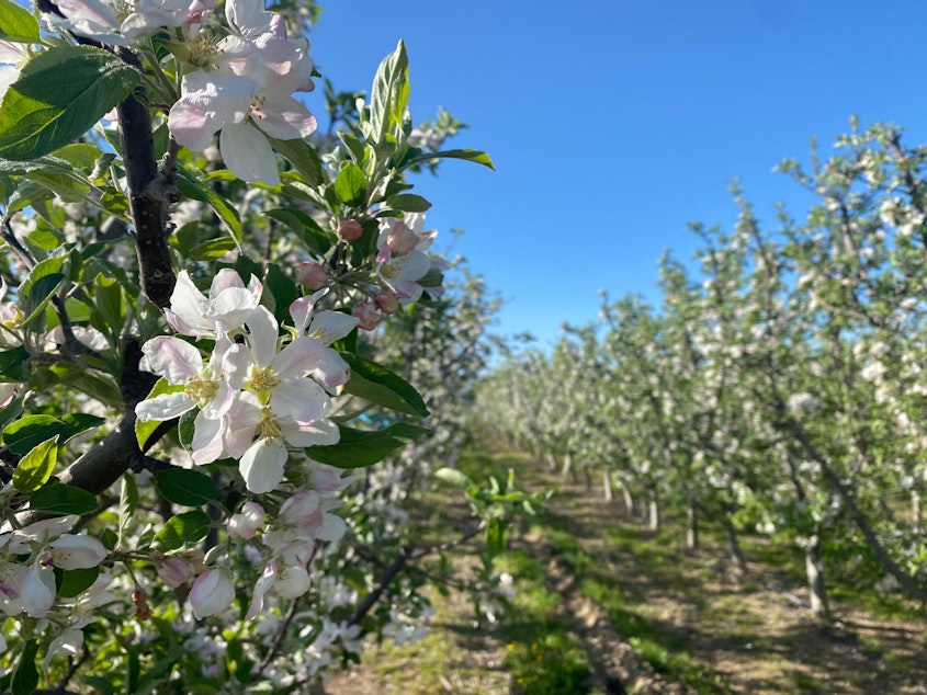 caption: Apple trees on a farm in Eastern Washington.