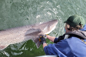 caption: Lisa Hillier of the Washington Department of Fish and Wildllife examines a broadnose sevengill shark in Hammersley Inlet.