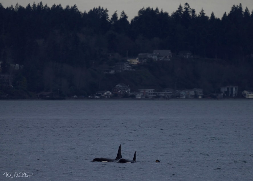 caption: Three orcas, including a baby, surface in Puget Sound with Bainbridge Island in the background on Dec. 20, 2024.