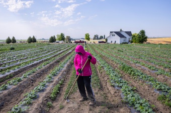 caption: Patricia Mendoza says she was happy when she first heard that farmworkers would be eligible for overtime. She didn't anticipate that she would lose hours as a result of the new law.