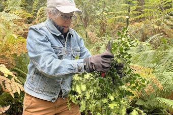 caption: Becky Chaney handles invasive English holly on her property near Carnation, Washington, on Oct. 10, 2024.