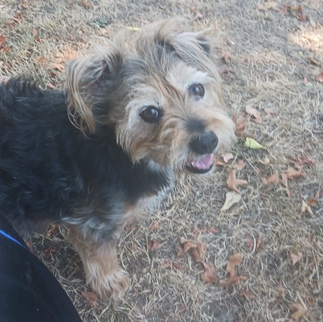 caption: A Facebook photo of Frankie, Jay Matthew Anderson's terrier. 