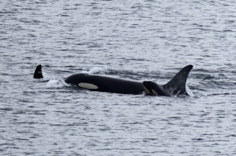 caption: Members of the endangered southern resident killer whales’ J Pod, including a newborn calf alongside orca J35, swim between Edmonds and Kingston, Washington, on Dec. 20, 2024.