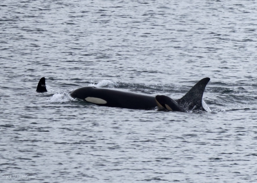 caption: Members of the endangered southern resident killer whales’ J Pod, including a newborn calf alongside orca J35, swim between Edmonds and Kingston, Washington, on Dec. 20, 2024.