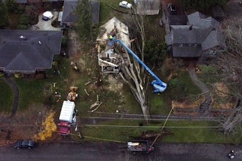 caption: Crews work to remove a large tree that has fallen on a home following heavy winds sent by a ‘bomb cyclone’ in the Pacific Ocean, on Thursday, November 21, 2024, in Snohomish. KUOW Photo/Megan Farmer 