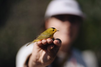 caption: Lauren Hill, a graduate student at Cal State LA, holds a bird at the bird banding site at Bear Divide in the San Gabriel Mountains.