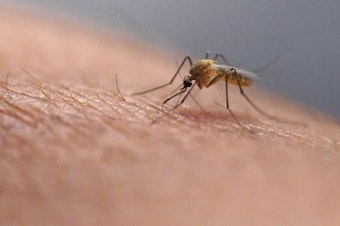 caption: Mosquitoes can carry viruses including dengue, malaria, chikungunya and Zika. They are a growing public health threat abroad and in the United States.