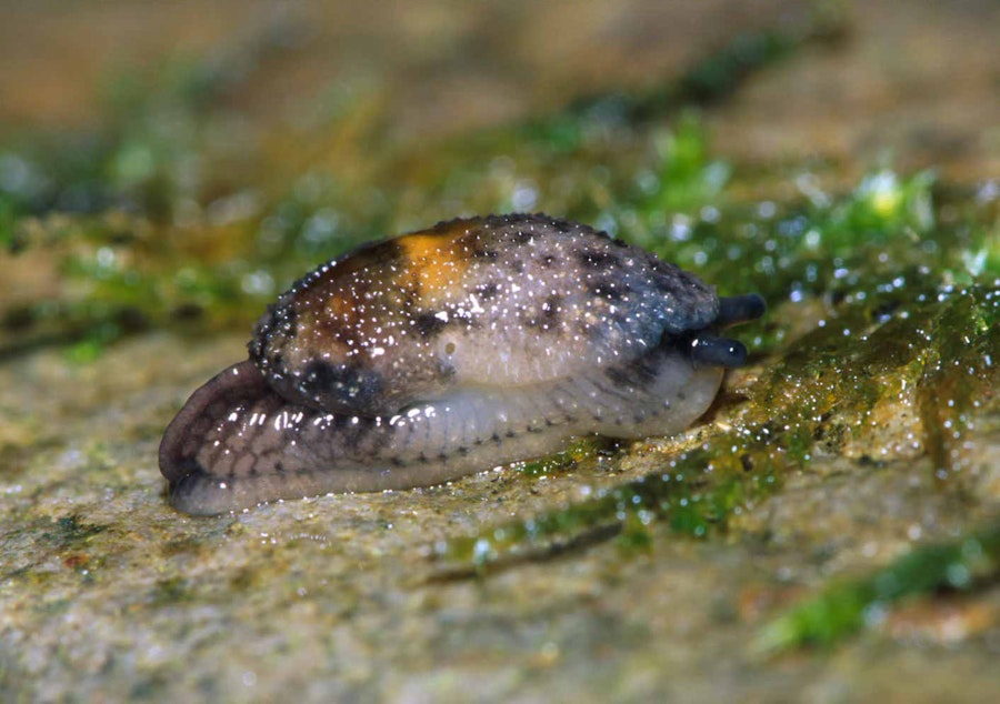 caption: A Burrington jumping slug, with its multicolored hump concealing a partial shell, at Rialto Beach in Olympic National Park in 2001