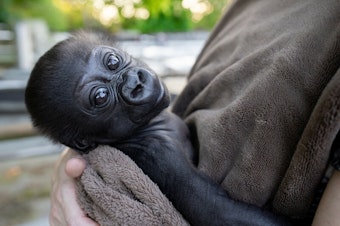 caption: The new as yet unnamed baby gorilla boy at Woodland Park Zoo. The baby has not successfully bonded with its gorilla mom and has to be moved to another zoo to be raised by a surrogate mother.