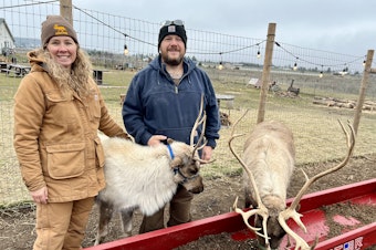 caption:  Tanya Clarke and Daniel Connell own and operate Goldendale Reindeer Farm, which has nine reindeer. 