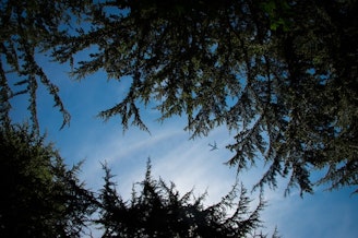 caption: Tree canopy over Seattle, Wash. 