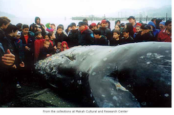 caption: Members of the Makah tribe of Neah Bay surround a grey whale on May 17, 1999, the tribe's last whale hunt. 