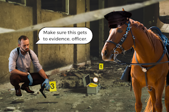 caption: A photo collage of a detective and a police horse at a crime scene. The detective is picking up a gun to hand to the horse and saying, "Make sure this gets to evidence, officer." The horse has a little police hat on. He is, presumably, confused. Photos courtesy of Canva.