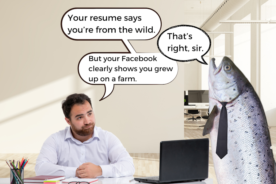 caption: A photo collage of a man at a desk with a laptop, interviewing a human-sized salmon in a tie. The man says, "Your resume says you're from the wild." The salmon responds, "That's right, sir." And the man says, "But your Facebook clearly shows you grew up on a farm." The salmon is stunned. Photos courtesy of Canva.