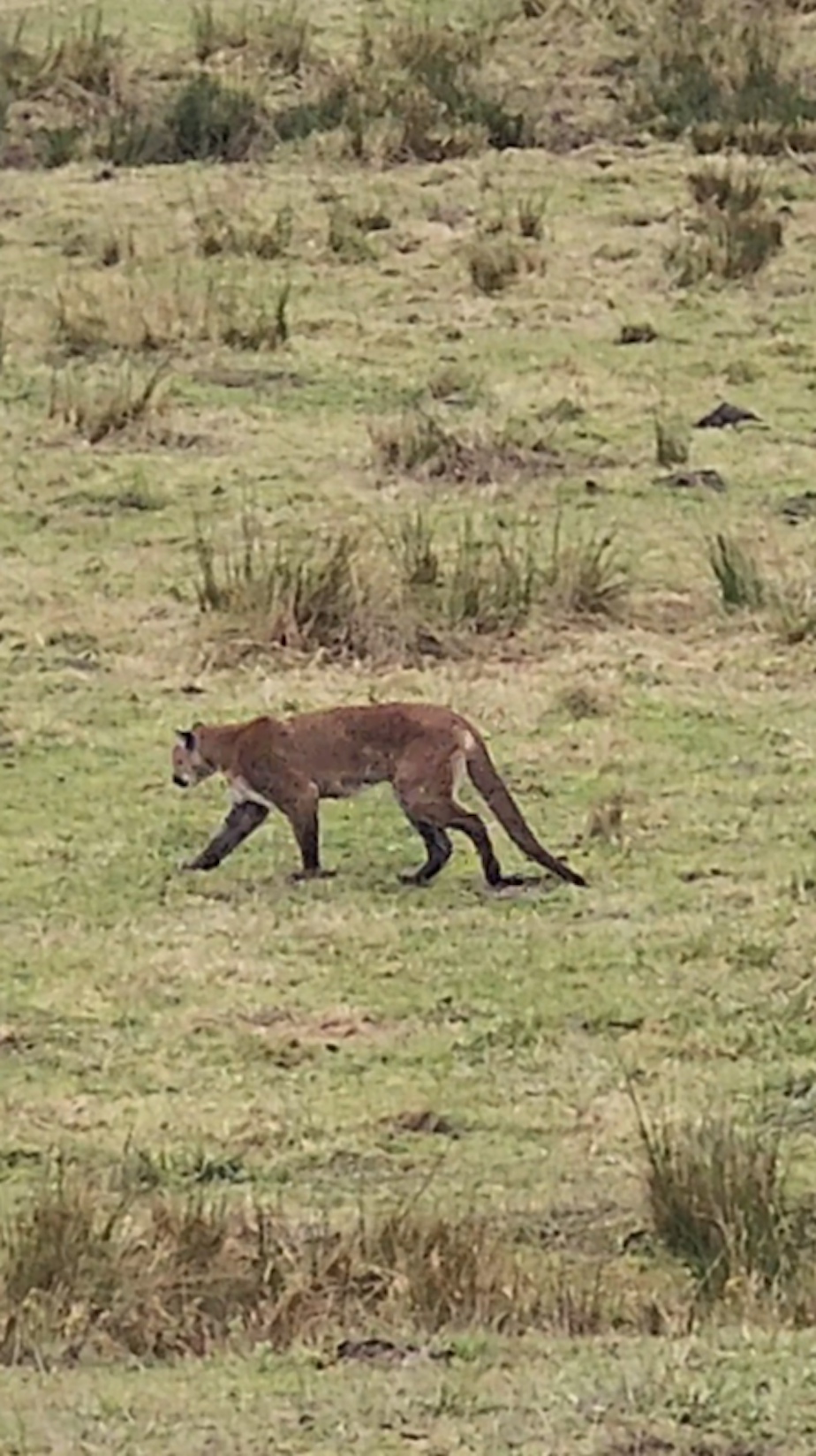 caption: A sick cougar walks through a cow pasture near Sequim, Washington, in December 2024.