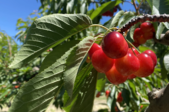 caption: Rainier cherries cling to the branch in the Ray French Orchard in Richland, Washington, in June 2024. 
