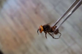 caption: A captured northern giant hornet, sounding more like a hedge trimmer than an insect, flaps its wings in Uiseong, South Korea, in October 2022.