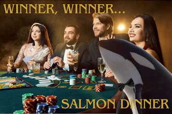 caption: A photo collage showing four people and an orca, wearing a bow tie, at a card table, gambling and drinking with big smiles. The image proclaims, "Winner, winner... salmon dinner." Photos courtesy of Canva.