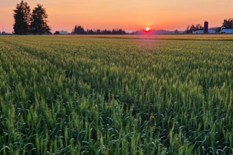 caption: A crop of Bush wheat, a new variety of wheat created at Washington State University, growing near Lynden, Wash. The wheat is named in honor of George Bush, a Black pioneer who helped found Tumwater, Wash. 