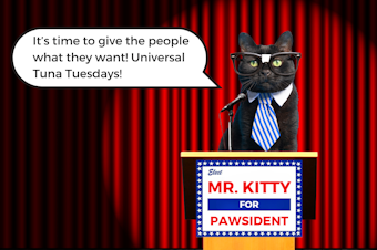 caption: A photo collage of a cat, wearing glasses and a tie, at a lectern with a sign that says, "Elect Mr. Kitty for Pawsident." The cat is saying, "It's time to give the people what they want! Universal Tuna Tuesdays!" Photos courtesy of Canva. 