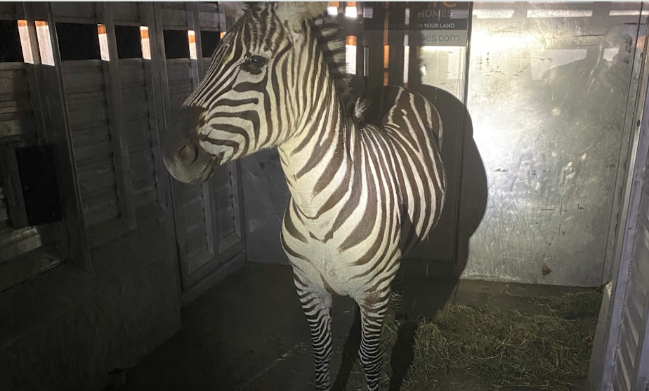 caption: Sugar the zebra photographed after being captured in a pasture near North Bend, Washington, on May 3, 2024.